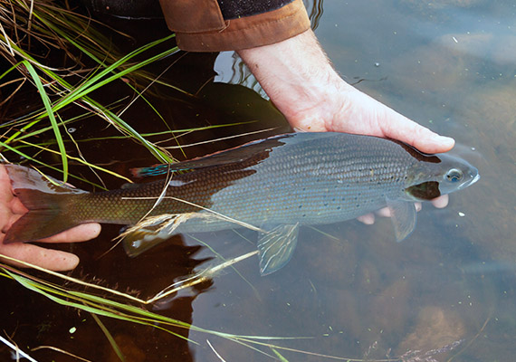 The&nbsp;Action Plan